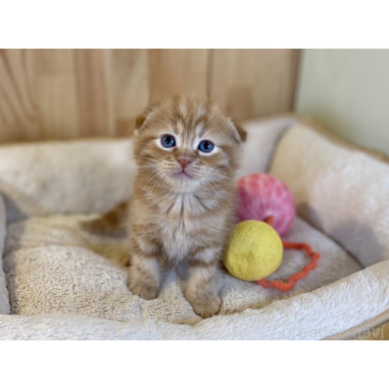 販売中の長野県のスコティッシュフォールド(折れ耳)-140095の5枚目