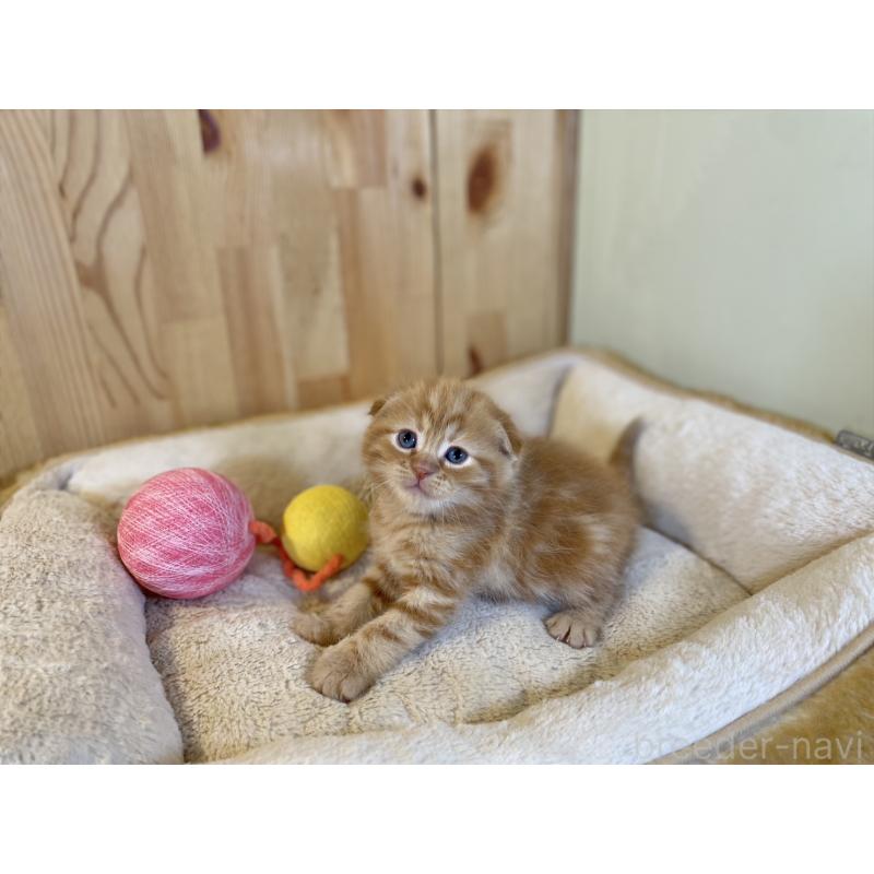 販売中の長野県のスコティッシュフォールド(折れ耳)-140095の4枚目