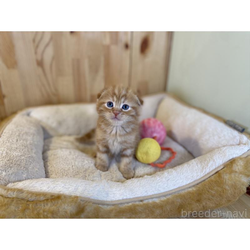 販売中の長野県のスコティッシュフォールド(折れ耳)-140095の3枚目