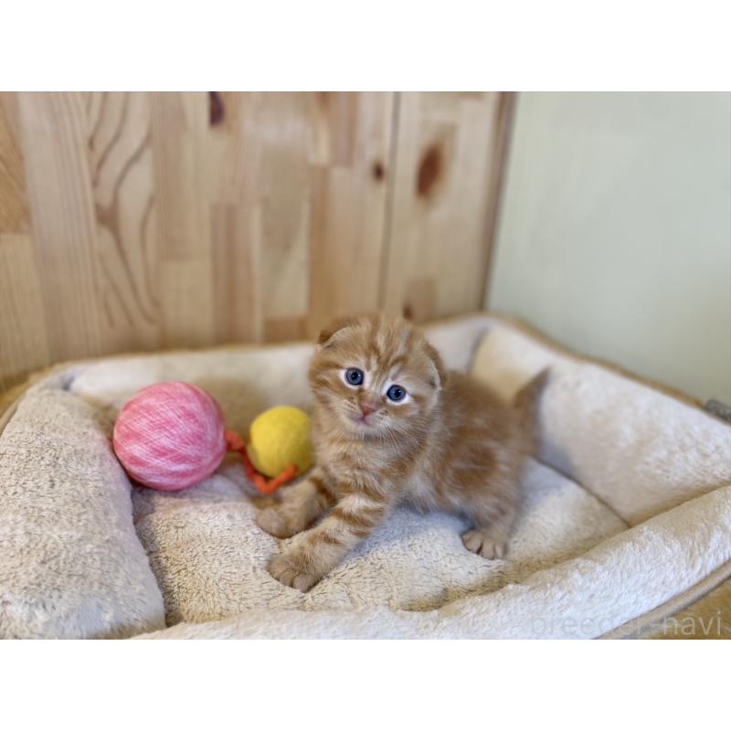 販売中の長野県のスコティッシュフォールド(折れ耳)-140095の2枚目