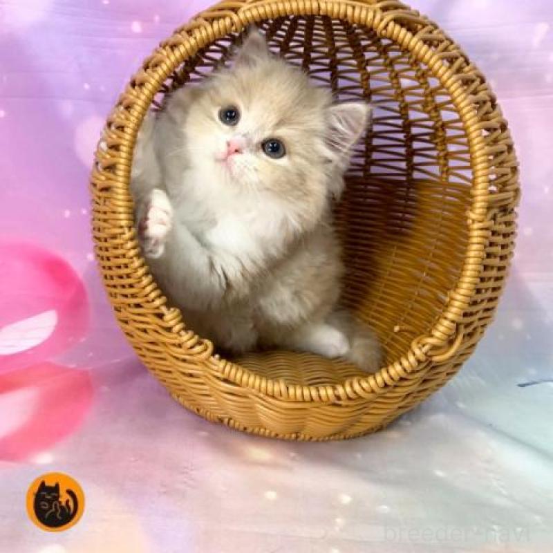 販売中の大阪府のスコティッシュフォールド-140096の1枚目