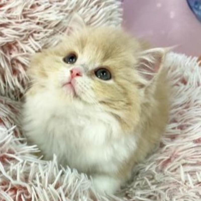 販売中の大阪府のスコティッシュフォールド-140096の6枚目