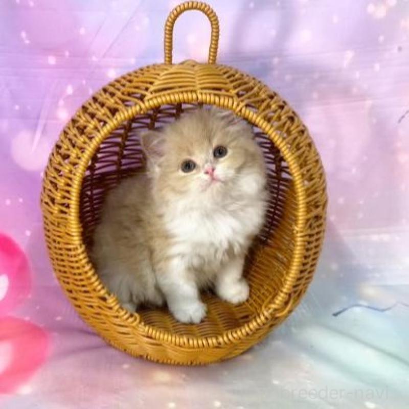 販売中の大阪府のスコティッシュフォールド-140096の5枚目