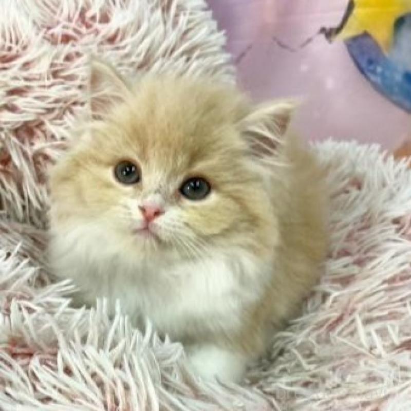 販売中の大阪府のスコティッシュフォールド-140096の4枚目