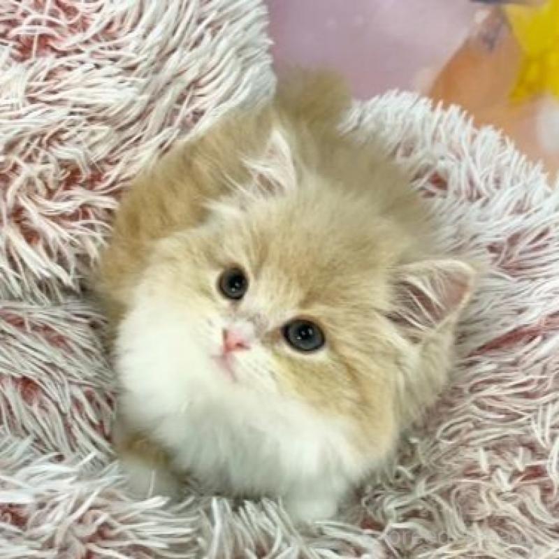 販売中の大阪府のスコティッシュフォールド-140096の3枚目