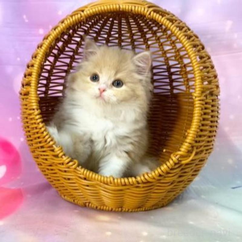 販売中の大阪府のスコティッシュフォールド-140096の2枚目