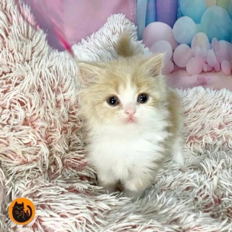 販売中の大阪府のマンチカン-140097の1枚目