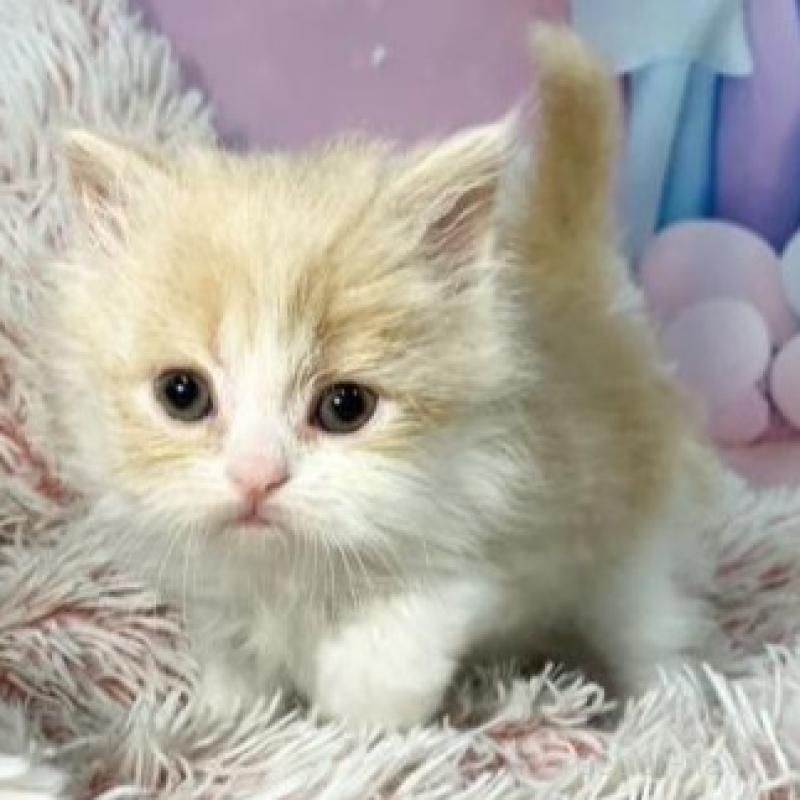 販売中の大阪府のマンチカン-140097の6枚目