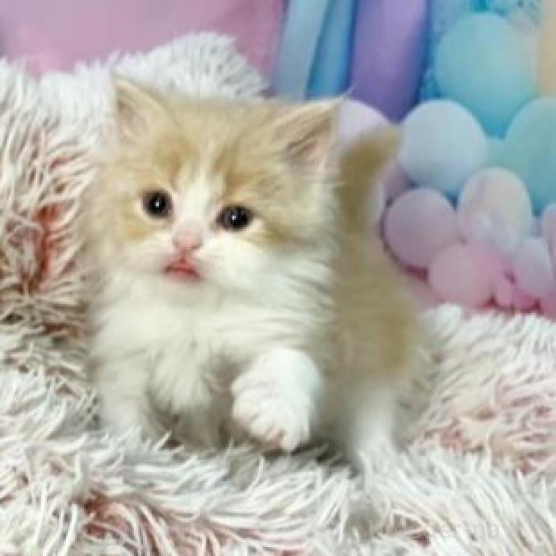 販売中の大阪府のマンチカン-140097の5枚目