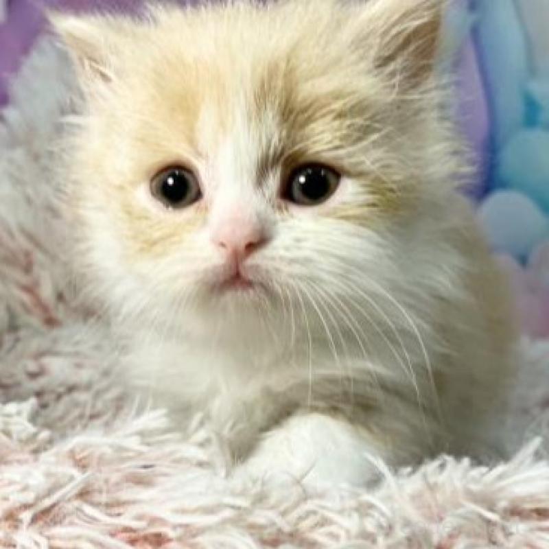 販売中の大阪府のマンチカン-140097の4枚目