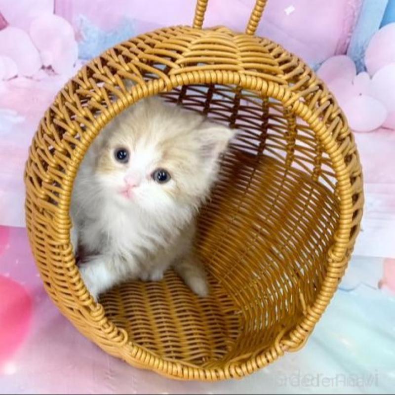 販売中の大阪府のマンチカン-140097の3枚目