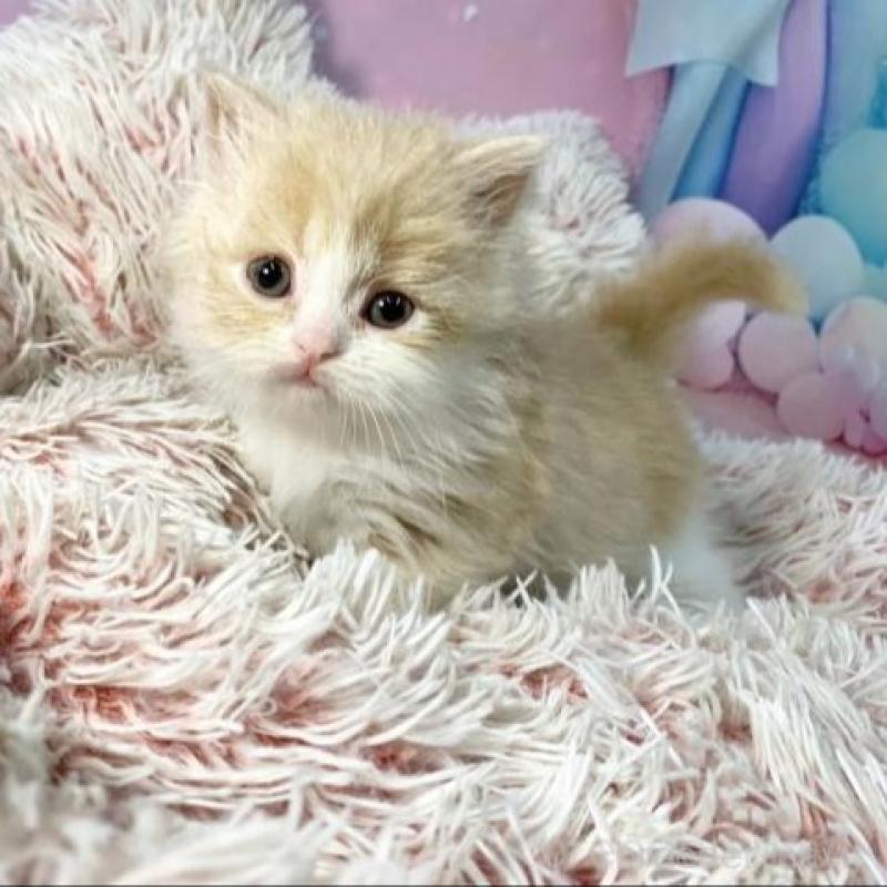 販売中の大阪府のマンチカン-140097の2枚目