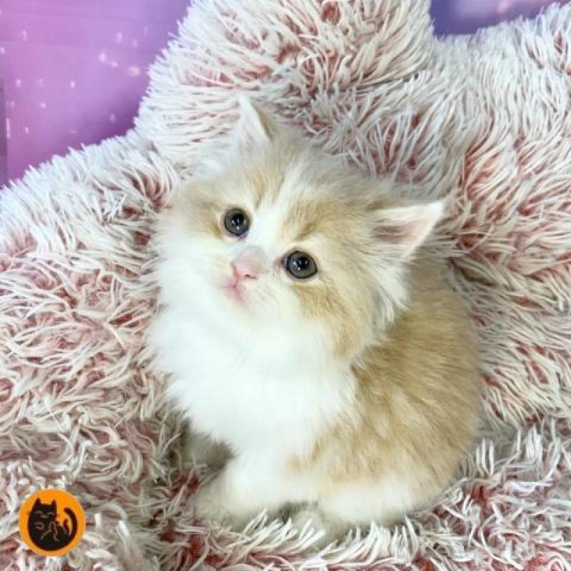 販売中の大阪府のマンチカン-140098の1枚目