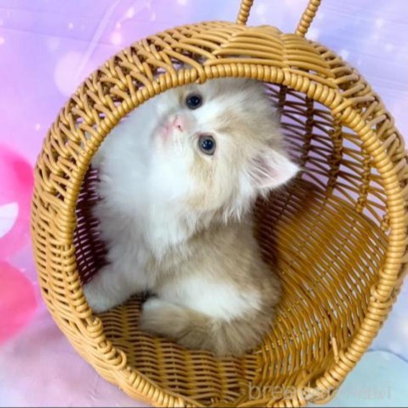 販売中の大阪府のマンチカン-140098の6枚目