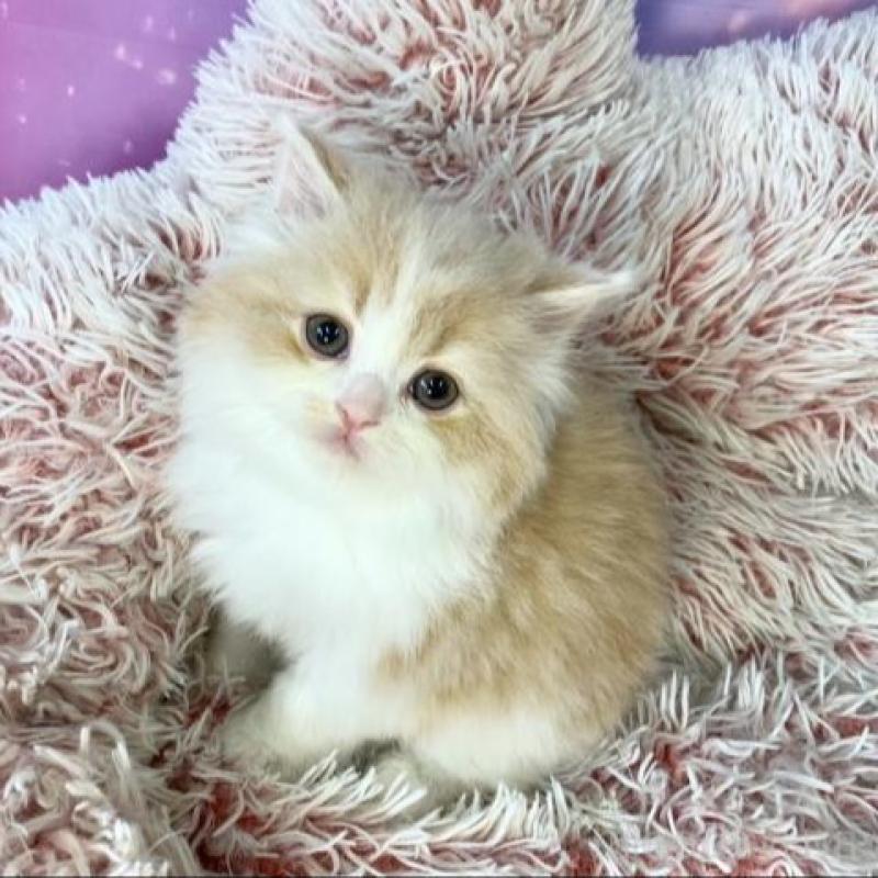 販売中の大阪府のマンチカン-140098の5枚目