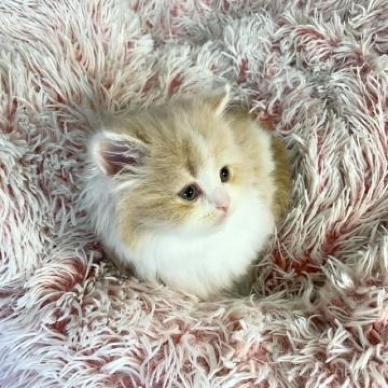 販売中の大阪府のマンチカン-140098の4枚目