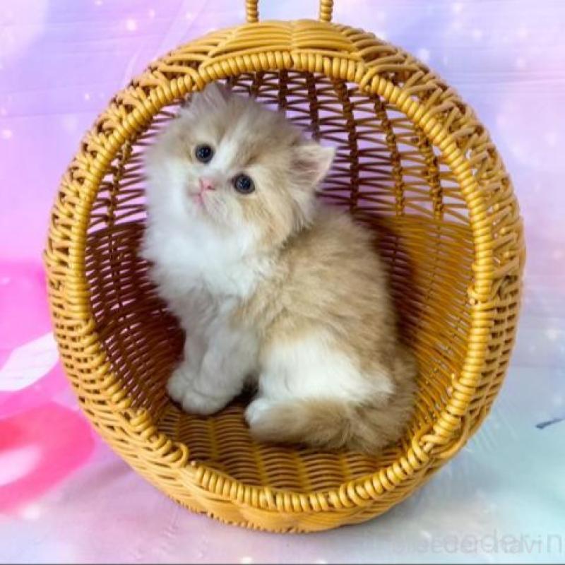 販売中の大阪府のマンチカン-140098の3枚目