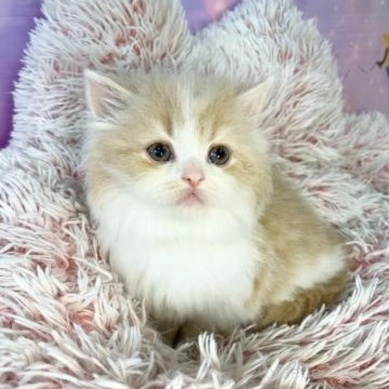 販売中の大阪府のマンチカン-140098の2枚目