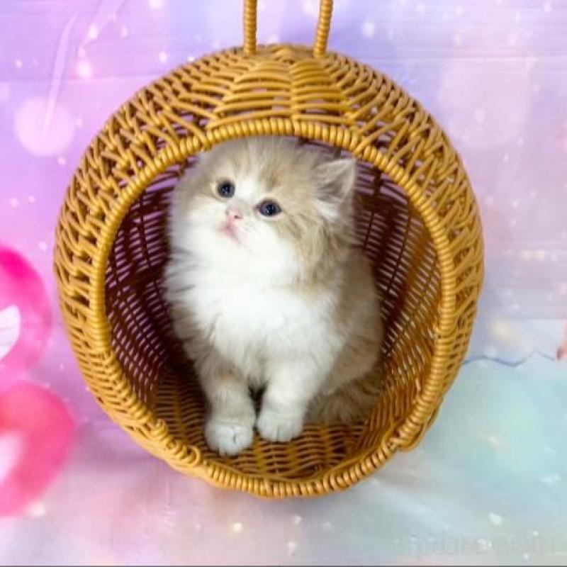 販売中の大阪府のマンチカン-140099の6枚目