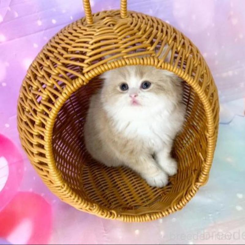 販売中の大阪府のマンチカン-140099の5枚目