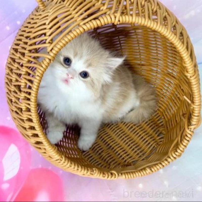 販売中の大阪府のマンチカン-140099の4枚目