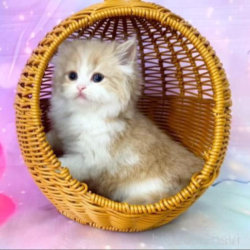 販売中の大阪府のマンチカン-140099の3枚目