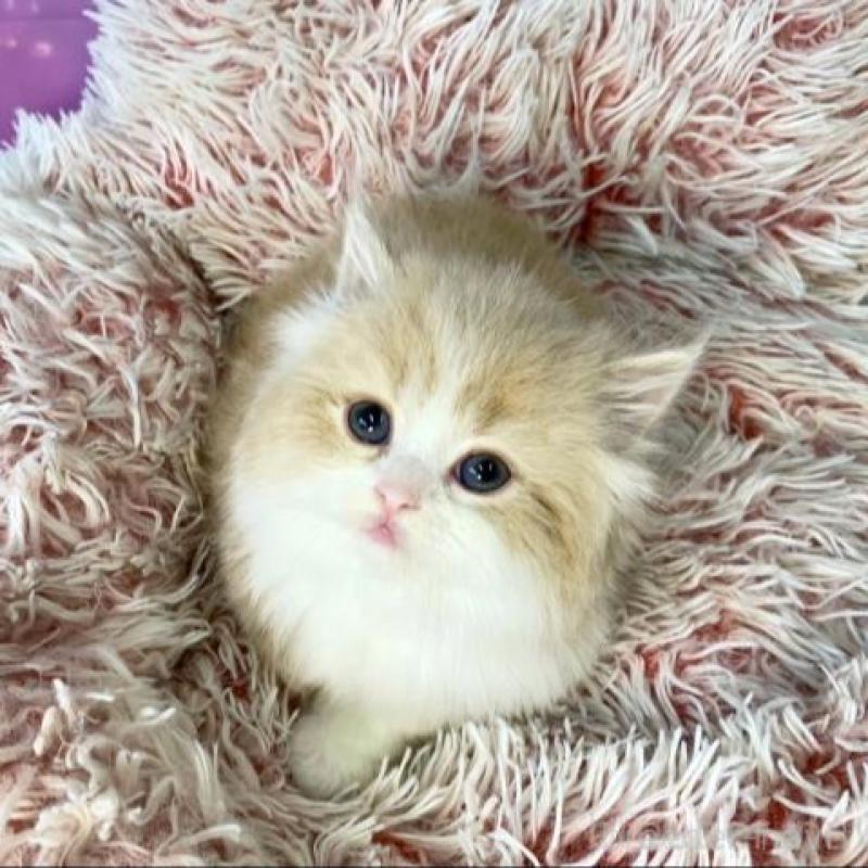 販売中の大阪府のマンチカン-140099の2枚目