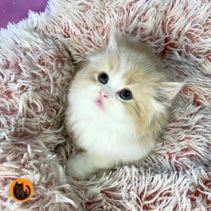 販売中の大阪府のマンチカン-140099の1枚目