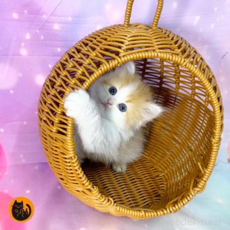 販売中の大阪府のスコティッシュフォールド-140100の1枚目