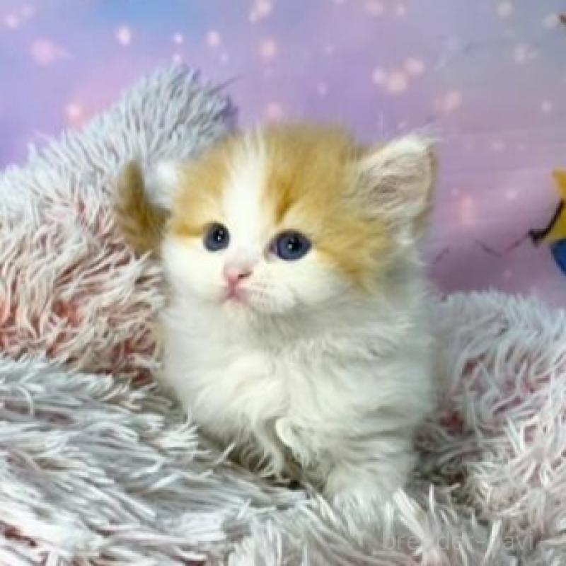 販売中の大阪府のスコティッシュフォールド-140100の6枚目