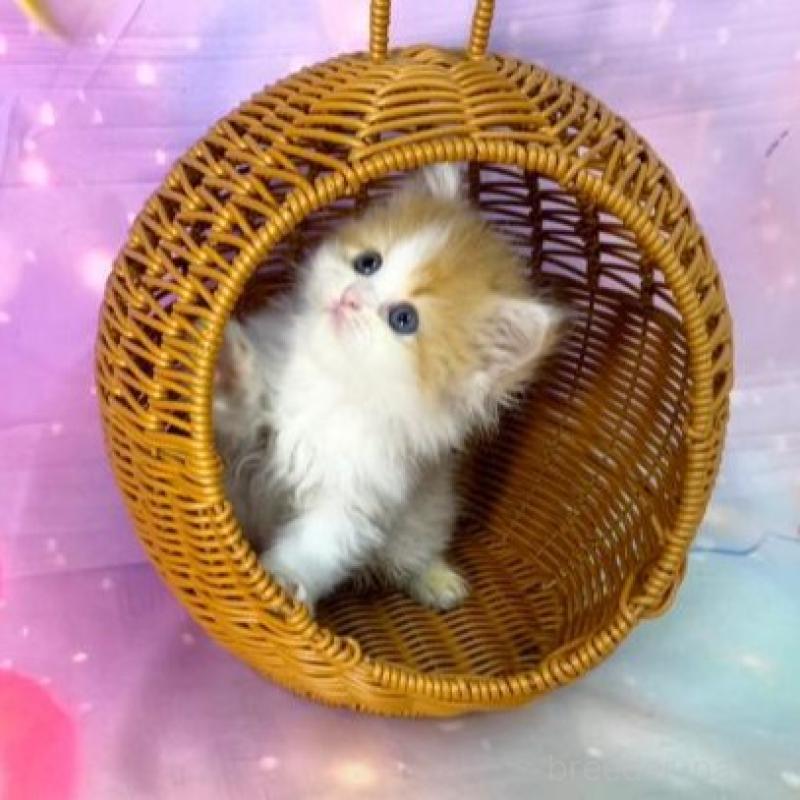 販売中の大阪府のスコティッシュフォールド-140100の5枚目