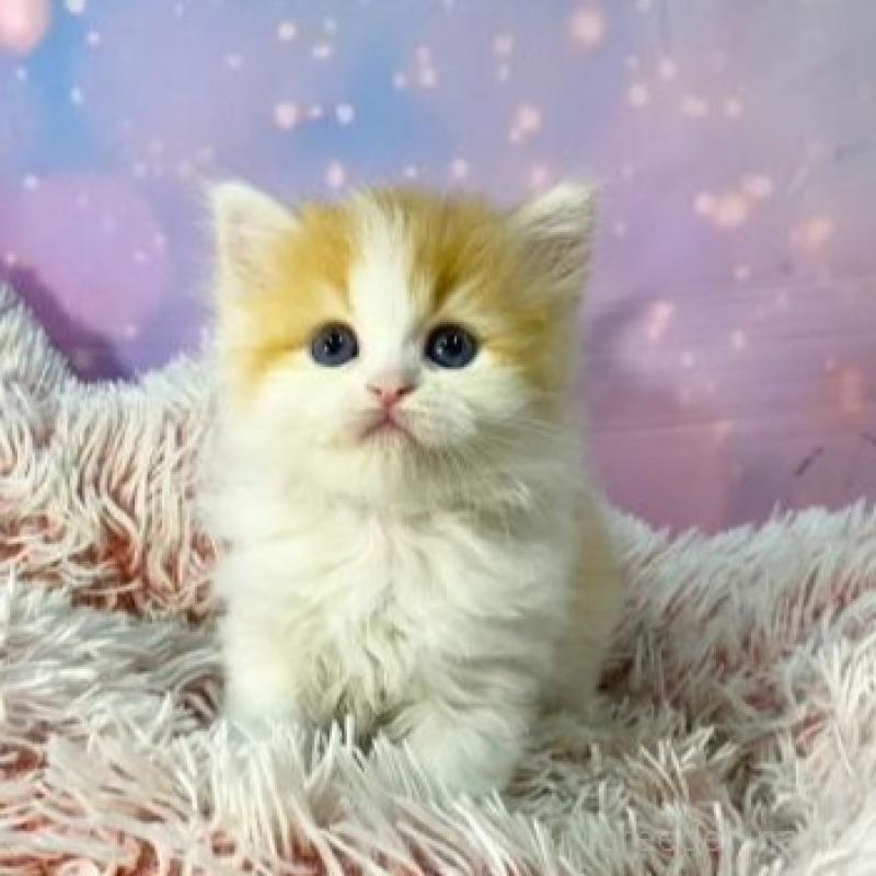 販売中の大阪府のスコティッシュフォールド-140100の4枚目