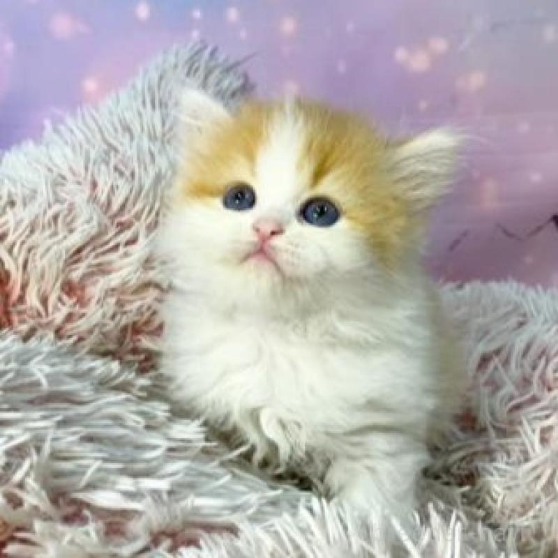 販売中の大阪府のスコティッシュフォールド-140100の3枚目