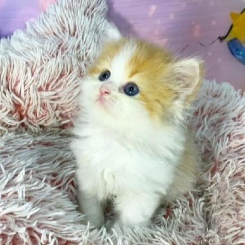 販売中の大阪府のスコティッシュフォールド-140100の2枚目