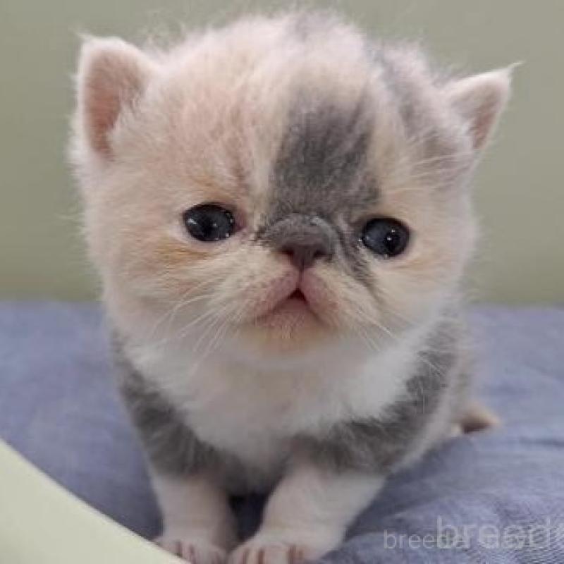 販売中の岐阜県のエキゾチックショートヘア-140101の1枚目