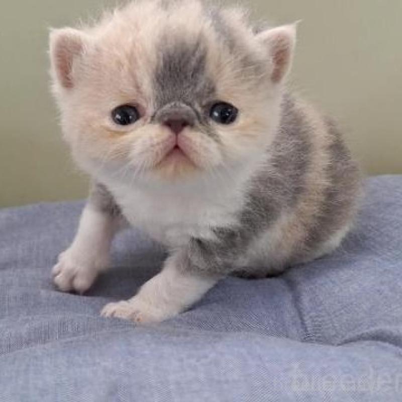 販売中の岐阜県のエキゾチックショートヘア-140101の6枚目