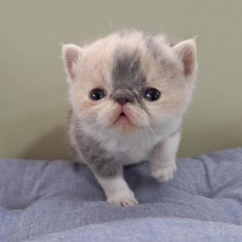 販売中の岐阜県のエキゾチックショートヘア-140101の5枚目