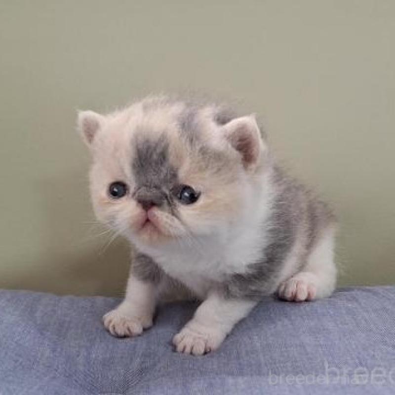 販売中の岐阜県のエキゾチックショートヘア-140101の4枚目