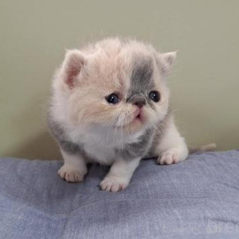 販売中の岐阜県のエキゾチックショートヘア-140101の3枚目