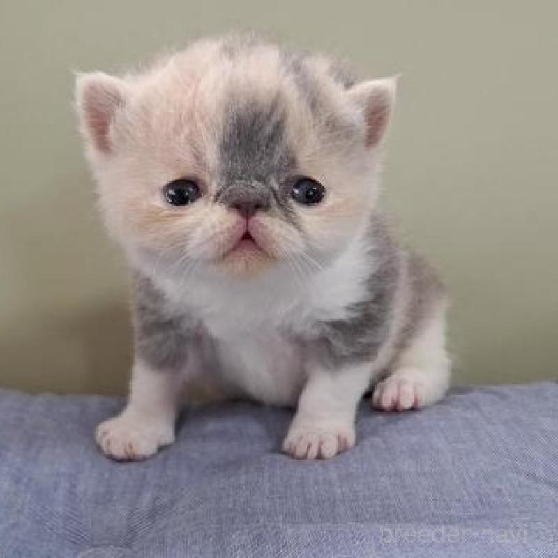 販売中の岐阜県のエキゾチックショートヘア-140101の2枚目