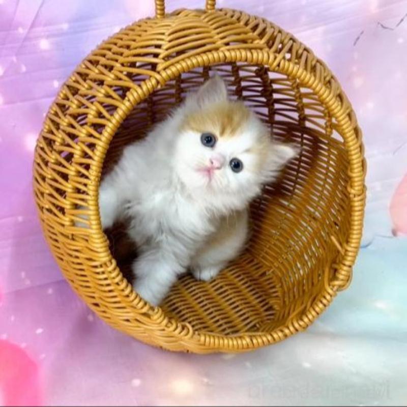 販売中の大阪府のスコティッシュフォールド-140102の6枚目