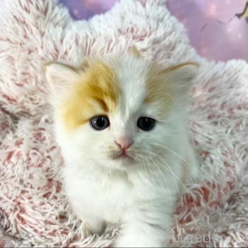 販売中の大阪府のスコティッシュフォールド-140102の5枚目