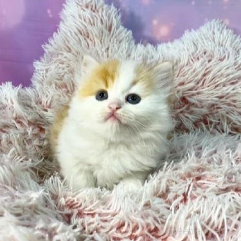 販売中の大阪府のスコティッシュフォールド-140102の4枚目