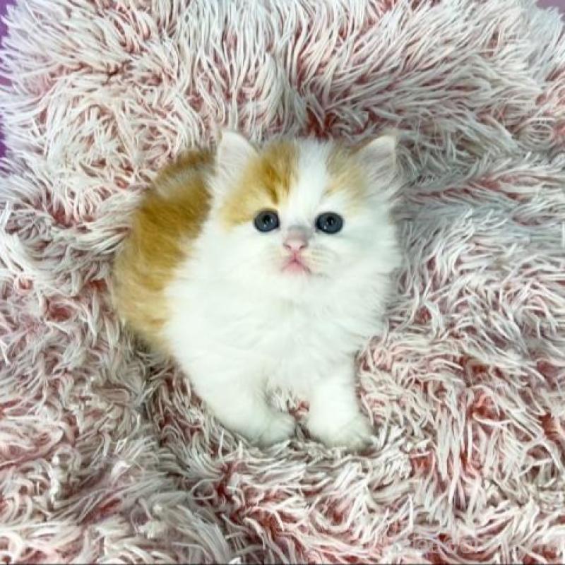 販売中の大阪府のスコティッシュフォールド-140102の3枚目