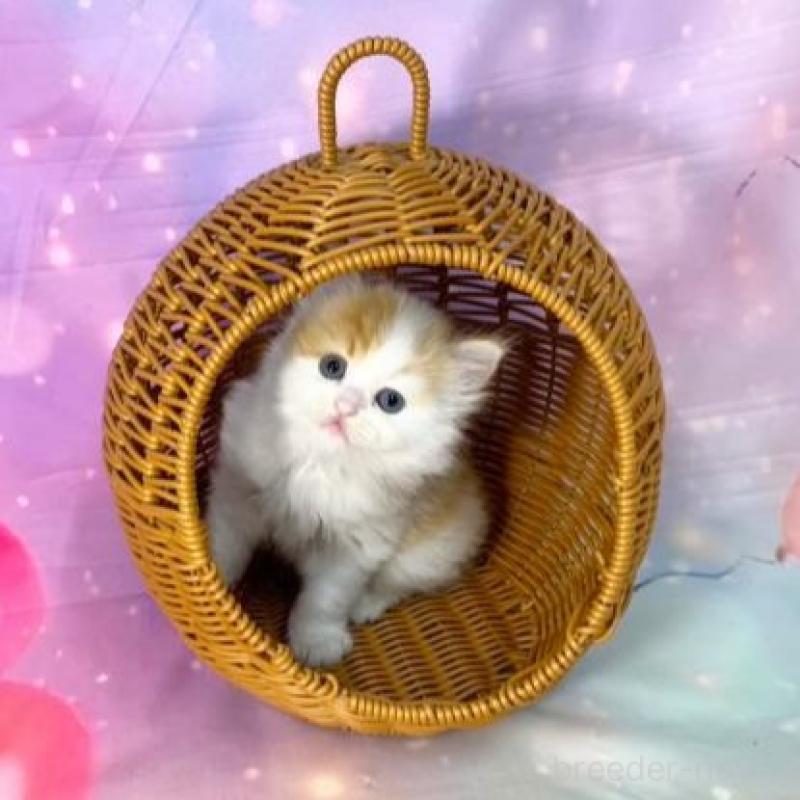 販売中の大阪府のスコティッシュフォールド-140102の2枚目