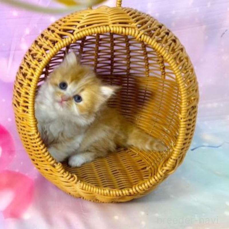 販売中の大阪府のスコティッシュフォールド-140103の6枚目