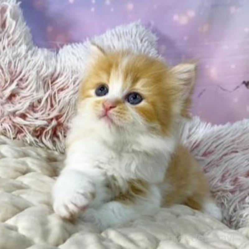 販売中の大阪府のスコティッシュフォールド-140103の5枚目