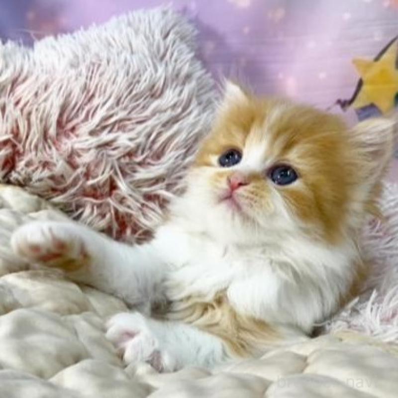 販売中の大阪府のスコティッシュフォールド-140103の4枚目