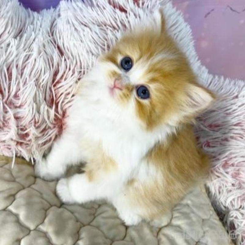 販売中の大阪府のスコティッシュフォールド-140103の3枚目