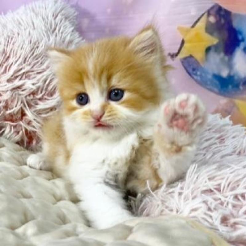 販売中の大阪府のスコティッシュフォールド-140103の2枚目